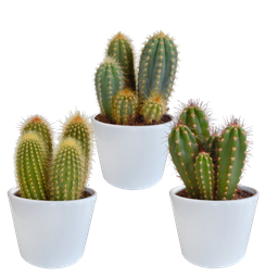 House of cactus Cereus mix 10,5cm - 3x - in witte pot (8720618070203)