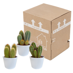 House of cactus Cereus mix 10,5cm - 3x - in witte pot (8720618070203)