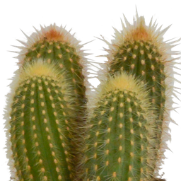 House of cactus Cereus mix 10,5cm - 3x - in witte pot (8720618070203)