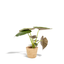 Alocasia Wentii - Mand Selin (8720634289542)