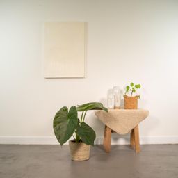 Alocasia Wentii - Mand Selin (8720634289542)
