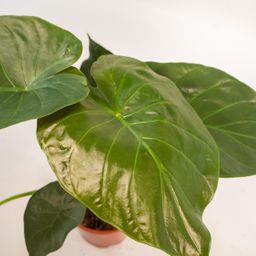 Alocasia Wentii - Mand Selin (8720634289542)