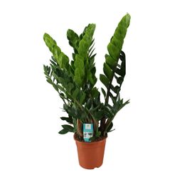 Zamioculcas Zamiifolia (8720634284707)