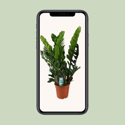 Zamioculcas Zamiifolia (8720634284707)