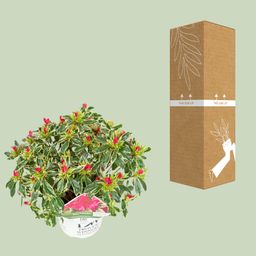 Son & koot Rhododendron 'Bollywood' (8718182419221)
