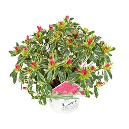 Son & koot Rhododendron 'Bollywood' (8718182419221)