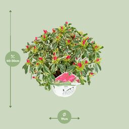 Son & koot Rhododendron 'Bollywood' (8718182419221)