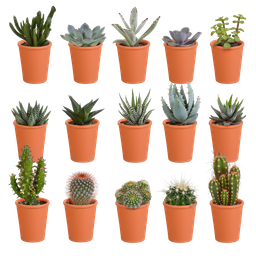 House of cactus Cactus en vetplanten mix 5.5 cm | 15 stuks - in terracotta pot (8720387961153)