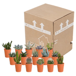 House of cactus Cactus en vetplanten mix 5.5 cm | 15 stuks - in terracotta pot (8720387961153)