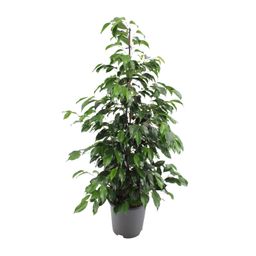 Ficus benjamina Danielle (8720634289269)