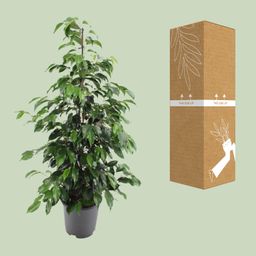 Ficus benjamina Danielle (8720634289269)