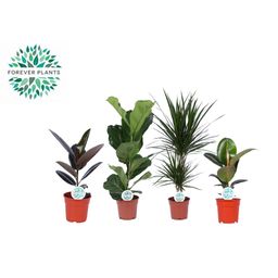 Kamerplanten Groen Mix Lopez - 4 stuks (32610)