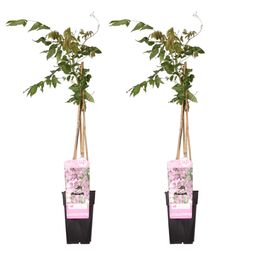Hoogeveen 2x Wisteria floribunda 'Rosea' - ↨65cm - Ø15 (8720955321303)