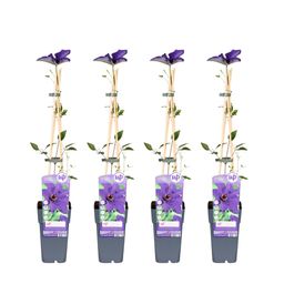 Hoogeveen 4x - Clematis The President - ↨65cm - Ø15 (8720955321051)