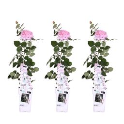 Hoogeveen 3x - Rosa Crazy in love 'Pink' - ↨65cm - Ø15 (8720955321198)