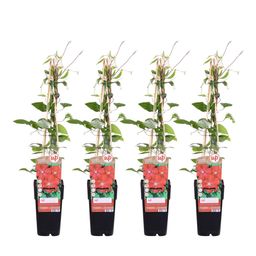 Hoogeveen 4x - Clematis Rouge Cardinal - ↨65cm - Ø15 (8720955321037)
