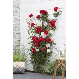 Hoogeveen 3x - Rosa Crazy in love 'Pink' - ↨65cm - Ø15 (8720955321198)