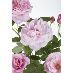 Hoogeveen 3x - Rosa Crazy in love 'Pink' - ↨65cm - Ø15 (8720955321198)
