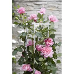 Hoogeveen 3x - Rosa Crazy in love 'Pink' - ↨65cm - Ø15 (8720955321198)