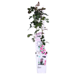Hoogeveen 3x - Rosa Crazy in love 'Pink' - ↨65cm - Ø15 (8720955321198)