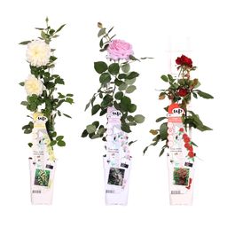 Hoogeveen 3x - Rosa mix - ↨65cm - Ø15 (8720955321228)
