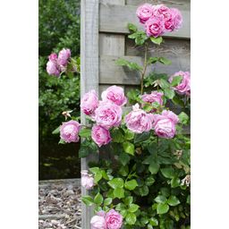 Hoogeveen 3x - Rosa mix - ↨65cm - Ø15 (8720955321228)