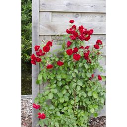 Hoogeveen 3x - Rosa mix - ↨65cm - Ø15 (8720955321228)
