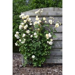 Hoogeveen 3x - Rosa mix - ↨65cm - Ø15 (8720955321228)
