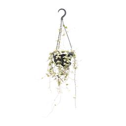 Ceropegia Woodii Merel (8720985403574)