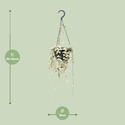 Ceropegia Woodii Merel (8720985403574)