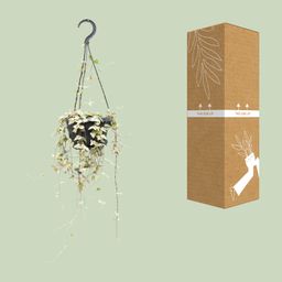 Ceropegia Woodii Merel (8720985403574)