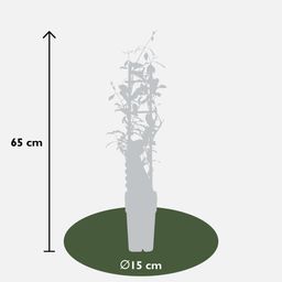 Hoogeveen 2x - Trachelospermum 'Star of Ibiza' - ↨65cm - Ø15 (8720955321235)