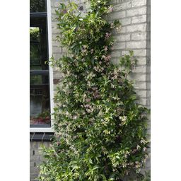 Hoogeveen 2x - Trachelospermum 'Star of Ibiza' - ↨65cm - Ø15 (8720955321235)