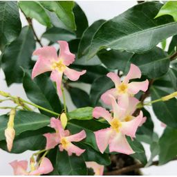 Hoogeveen 2x - Trachelospermum 'Star of Ibiza' - ↨65cm - Ø15 (8720955321235)