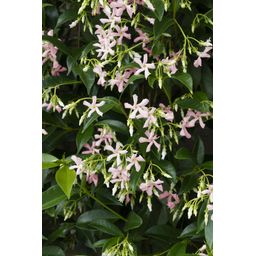 Hoogeveen 2x - Trachelospermum 'Star of Ibiza' - ↨65cm - Ø15 (8720955321235)