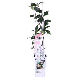 Hoogeveen 2x - Trachelospermum 'Star of Ibiza' - ↨65cm - Ø15 (8720955321235)