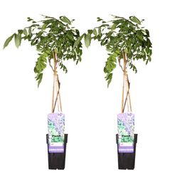 Hoogeveen 2x Wisteria sinensis 'Prolific' - ↨65cm - Ø15 (8720955321327)