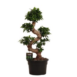 Ficus Microcarpa Ginseng - 80 cm - Ø27cm (8721081685543)