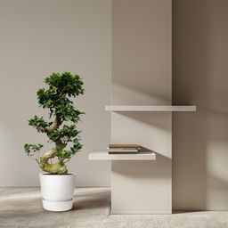 Ficus Microcarpa Ginseng - 80 cm - Ø27cm (8721081685543)
