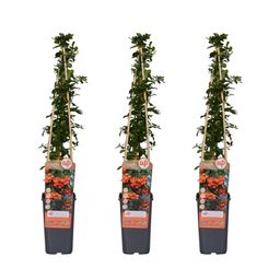 Hoogeveen 3x - Pyracantha 'Orange Glow' - ↨65cm - Ø15 (8720955320764)