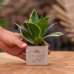 Congreet plantpots + Sansevieria | Veel geluk (8721225131417)
