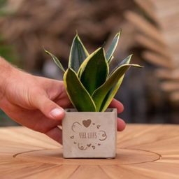 Congreet plantpots + Sansevieria | Veel liefs (8721225131394)