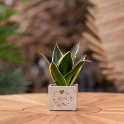 Congreet plantpots + Sansevieria | Veel liefs (8721225131394)