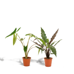 Alocasia Zebrina - Alocasia Lauterbachiana (8720955320030)