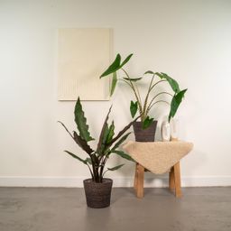 Alocasia Zebrina - Alocasia Lauterbachiana (8720955320030)