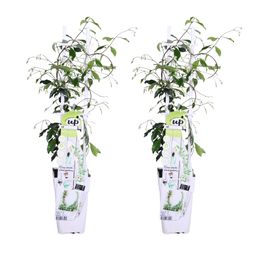 Hoogeveen 2x - Trachelospermum 'Star of Venice' - ↨65cm - Ø15 (8720955321259)
