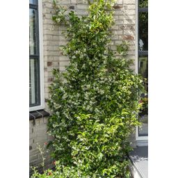 Hoogeveen 2x - Trachelospermum 'Star of Venice' - ↨65cm - Ø15 (8720955321259)