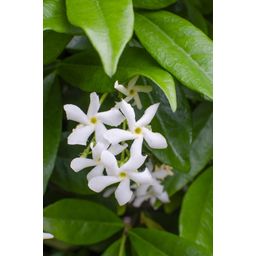 Hoogeveen 2x - Trachelospermum 'Star of Venice' - ↨65cm - Ø15 (8720955321259)