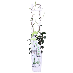 Hoogeveen 2x - Trachelospermum 'Star of Venice' - ↨65cm - Ø15 (8720955321259)