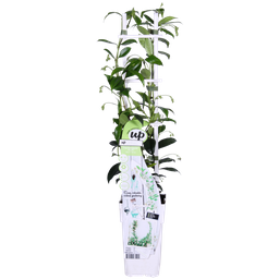 Hoogeveen 2x - Trachelospermum 'Star of Venice' - ↨65cm - Ø15 (8720955321259)